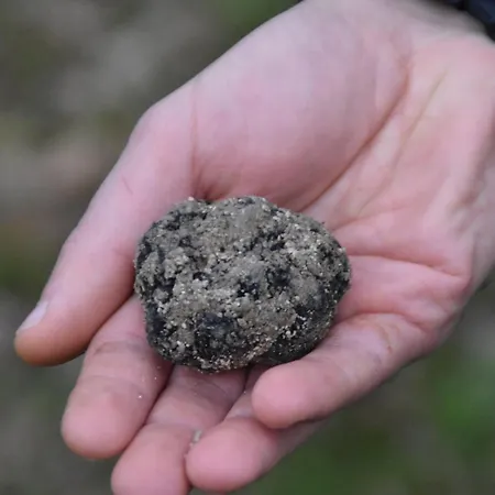 Gaia Truffle Experience بيت للعطل *